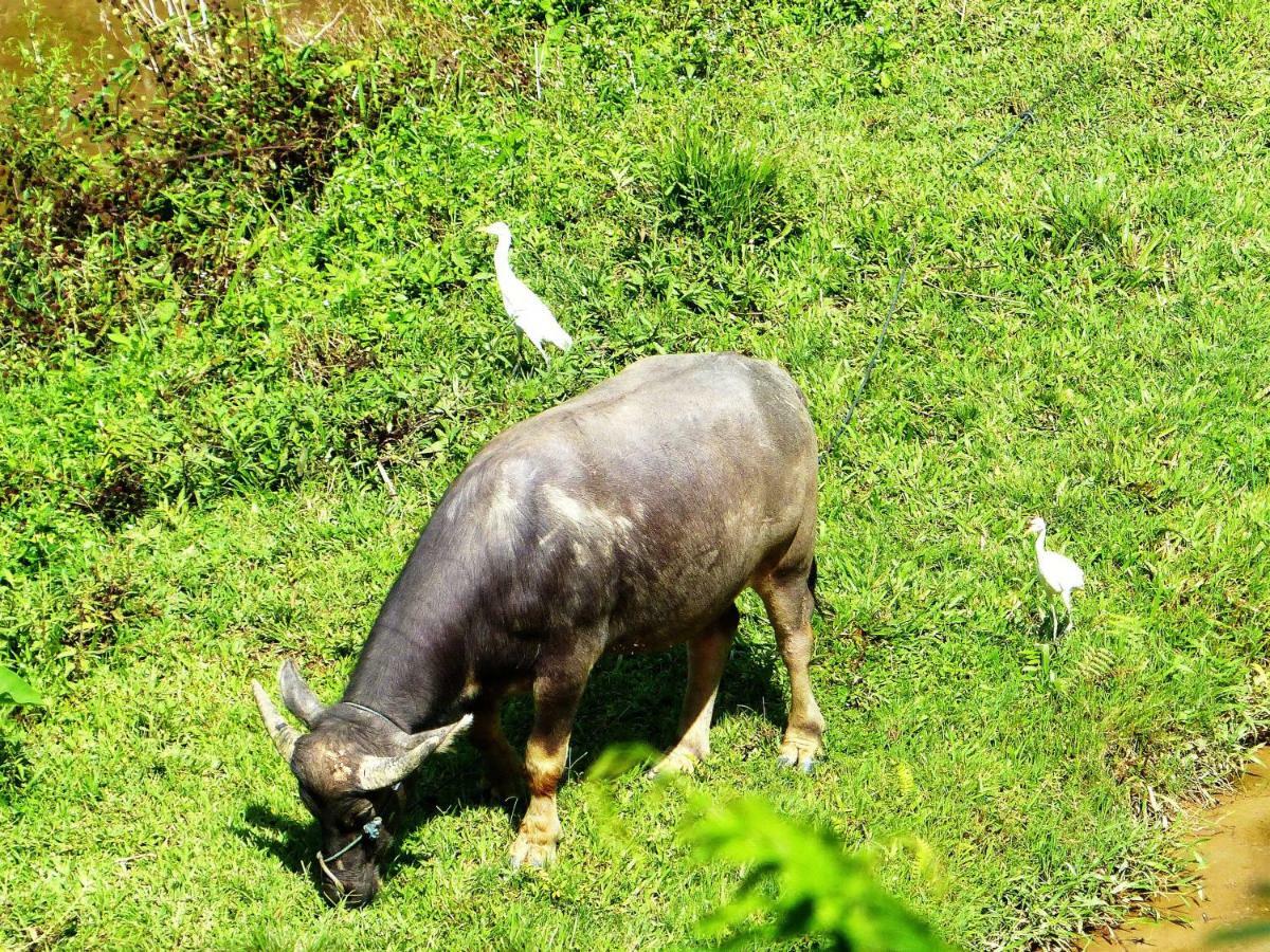 Toraja Torsina Hotel Rantepao Bagian luar foto
